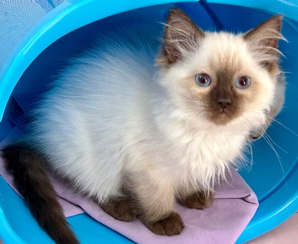 Au Chat Soleil - Superbe Ragdoll Loof superbe lignée 