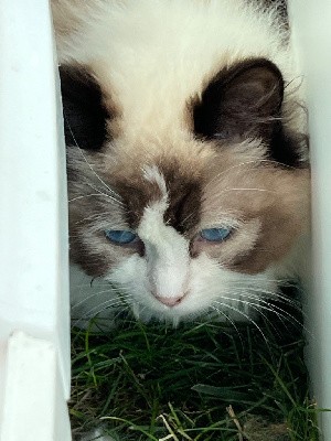 Au Chat Soleil Taïga