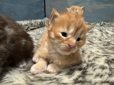 Des Coons De Steph - Chaton disponible  - Maine Coon