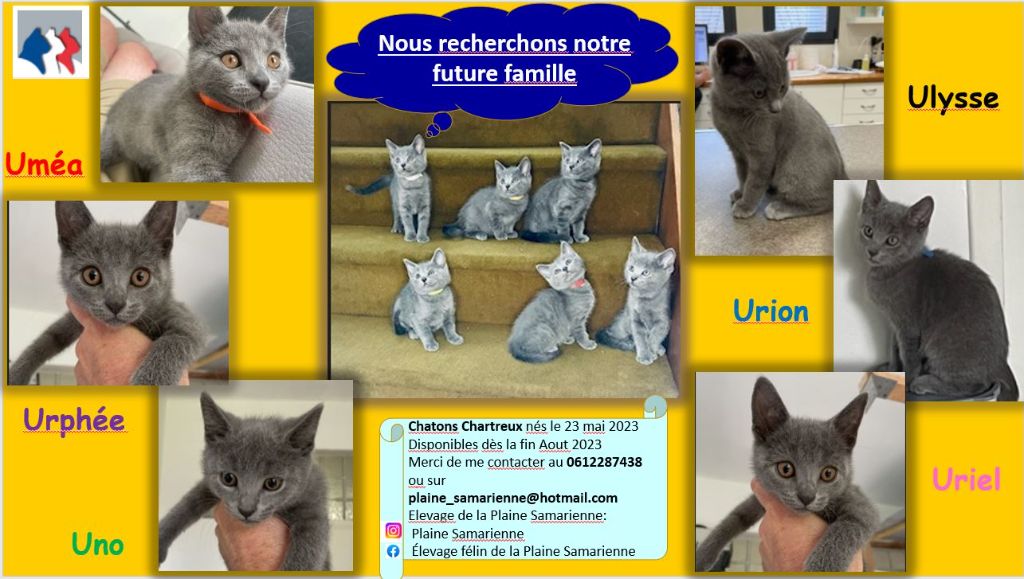 De La Plaine Samarienne - Magnifiques chatons chartreux