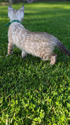 D'Oncille - Chaton disponible  - Bengal