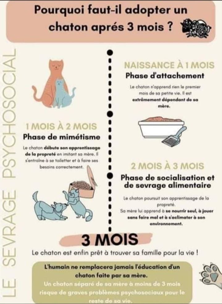 Du Clos D'Oléron - Pourquoi il ne faut pas adopter un chaton avant l'âge de 3 mois