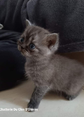 Du Clos D'Oléron - Chaton disponible  - British Shorthair et Longhair