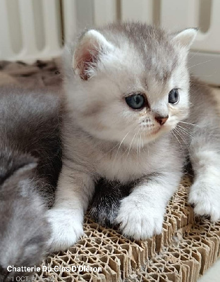 Du Clos D'Oléron - Chaton disponible  - British Shorthair et Longhair