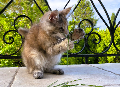 De Tsarine Ville - Chaton disponible  - Maine Coon