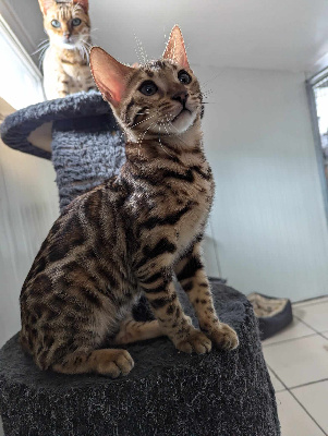 Des Rex'poils - Chaton disponible  - Bengal