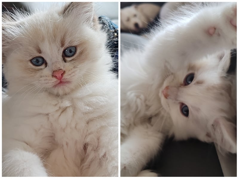 chaton Ragdoll Du Manège à Poupées