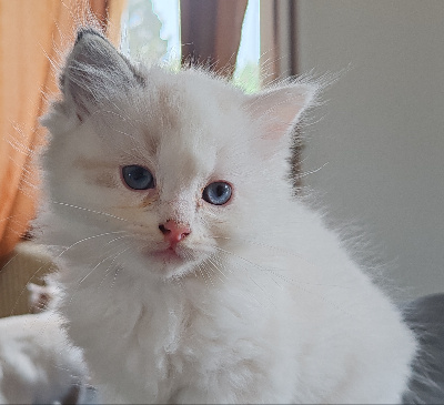 Du Manège à Poupées - Chaton disponible  - Ragdoll