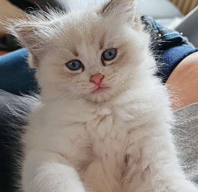 Du Manège à Poupées - Chaton disponible  - Ragdoll