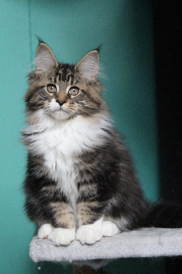 Des Félins De L'Ouest - Chaton disponible  - Maine Coon