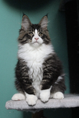 Des Félins De L'Ouest - Chaton disponible  - Maine Coon