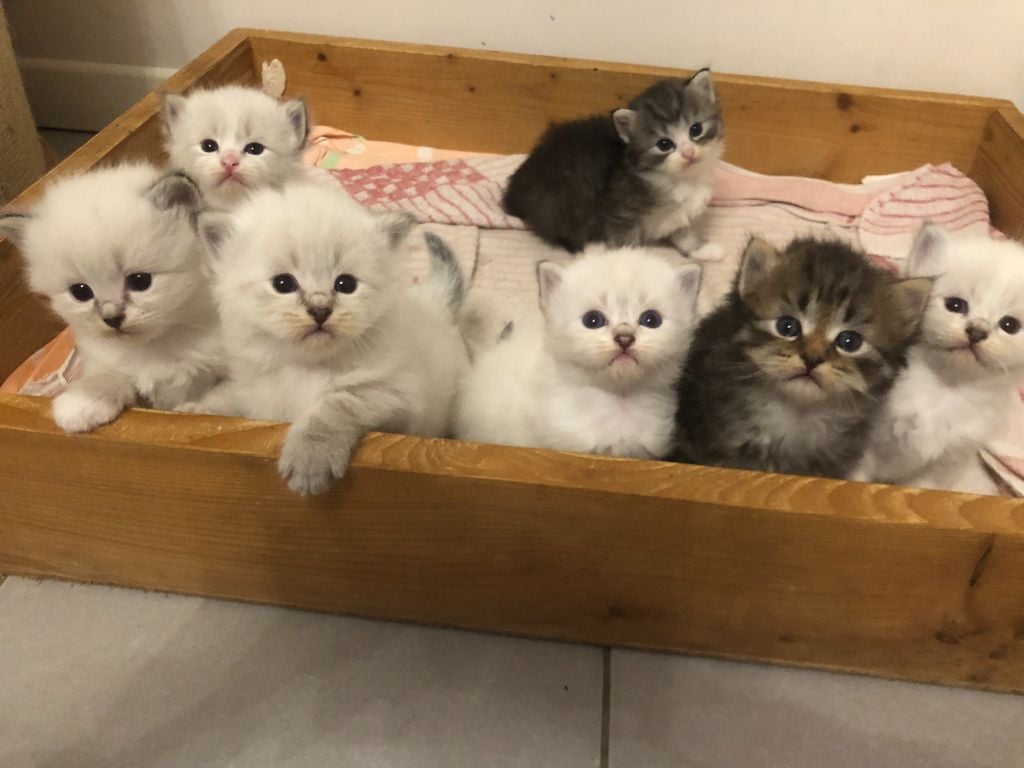 De L'Empire Russe - magnifiques chatons sibériens LOOF  à ANTIBES 06600