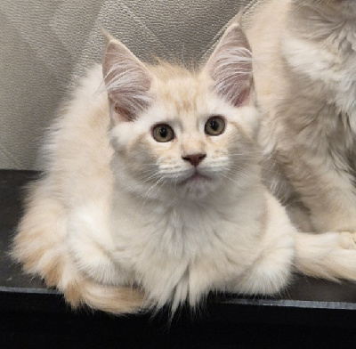 Winter's Roses - Chaton disponible  - Maine Coon