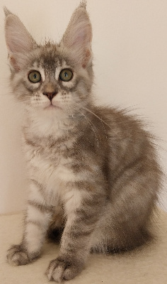 Des Perles D'Etoiles - Chaton disponible  - Maine Coon