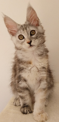 Des Perles D'Etoiles - Chaton disponible  - Maine Coon