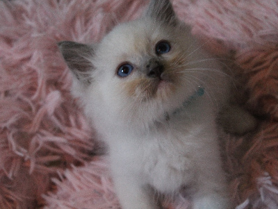 Des Doll D'Elyne - Chaton disponible  - Ragdoll