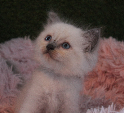 Des Doll D'Elyne - Chaton disponible  - Ragdoll