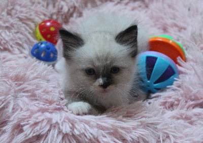 Des Doll D'Elyne - Chaton disponible  - Ragdoll