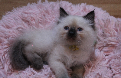 Des Doll D'Elyne - Chaton disponible  - Ragdoll