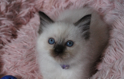 Des Doll D'Elyne - Chaton disponible  - Ragdoll