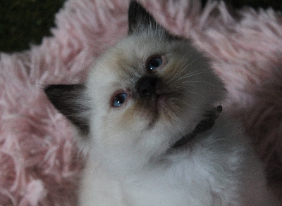 Des Doll D'Elyne - Chaton disponible  - Ragdoll