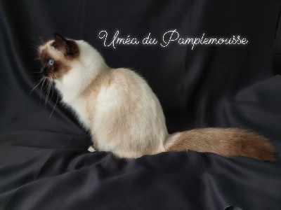 CH. Uméa Du Pamplemousse