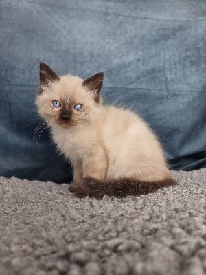 De Cha'nimapole - Chaton disponible  - Ragdoll