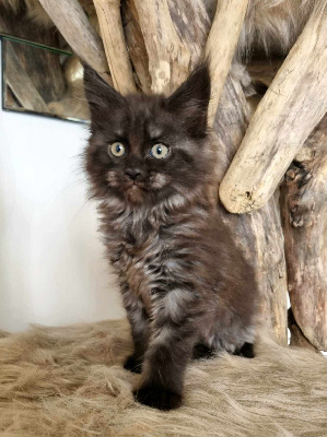 De Ghost And Delia - Chaton disponible  - Maine Coon