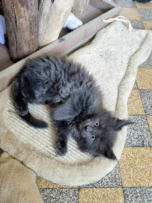 De Ghost And Delia - Chaton disponible  - Maine Coon