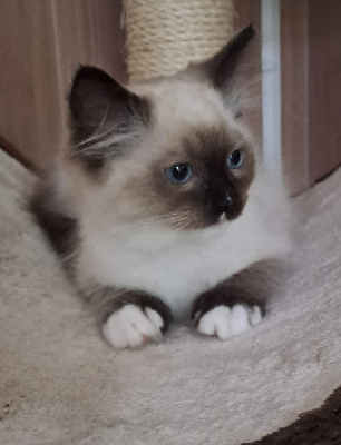 Du Marais Chiffon - Chaton disponible  - Ragdoll