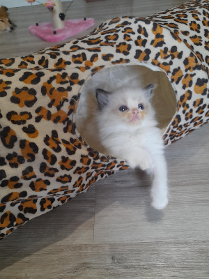 De Bella Liana - Chaton disponible  - Ragdoll