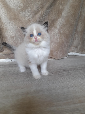 De Bella Liana - Chaton disponible  - Ragdoll