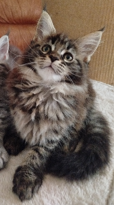 Des Lynx D'Alsace - Chaton disponible  - Maine Coon