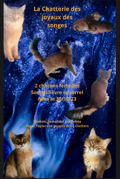 chaton Somali Des Joyaux Des Songes