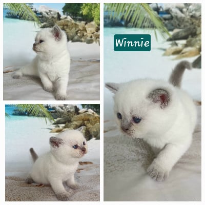 Winnie