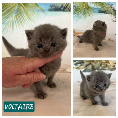 De La Foa - Chaton disponible  - British Shorthair et Longhair