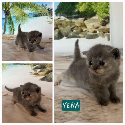 De La Foa - Chaton disponible  - British Shorthair et Longhair