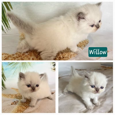 Willow