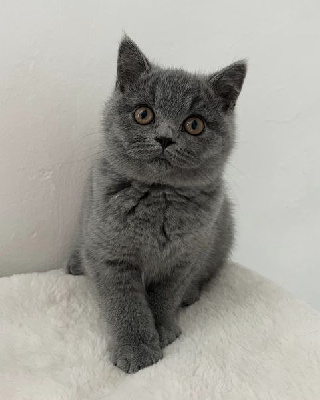 De La Cat'suki - Chaton disponible  - British Shorthair et Longhair