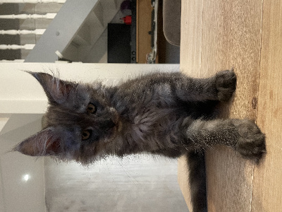 Du Harem De Pakito - Chaton disponible  - Maine Coon