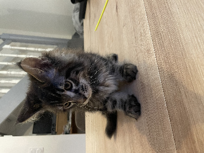 Du Harem De Pakito - Chaton disponible  - Maine Coon