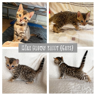 Du Royaume De Marley - Chaton disponible  - Bengal