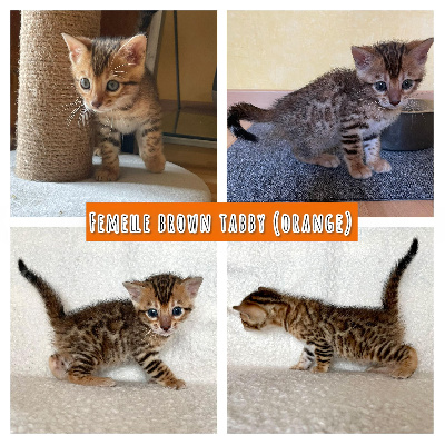 Du Royaume De Marley - Chaton disponible  - Bengal