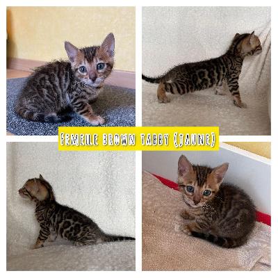 Du Royaume De Marley - Chaton disponible  - Bengal