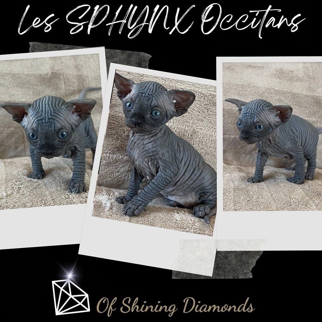 chaton Sphynx Of Shining Diamonds