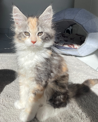 Du Vignoble De Seugue - Chaton disponible  - Maine Coon