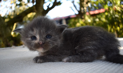 Yana - Maine Coon