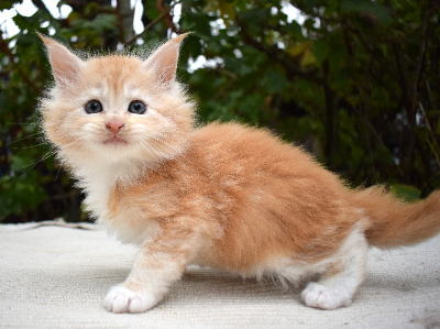 Paradis d'Omaha - Chaton disponible  - Maine Coon