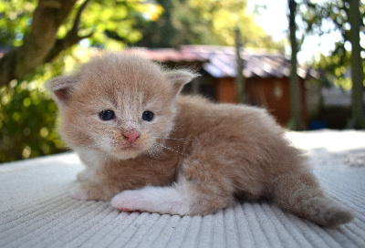 Vesper - Maine Coon