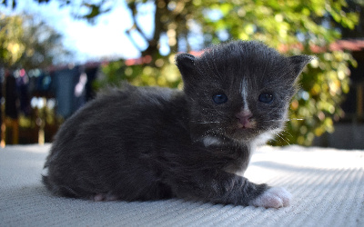 Venom - Maine Coon